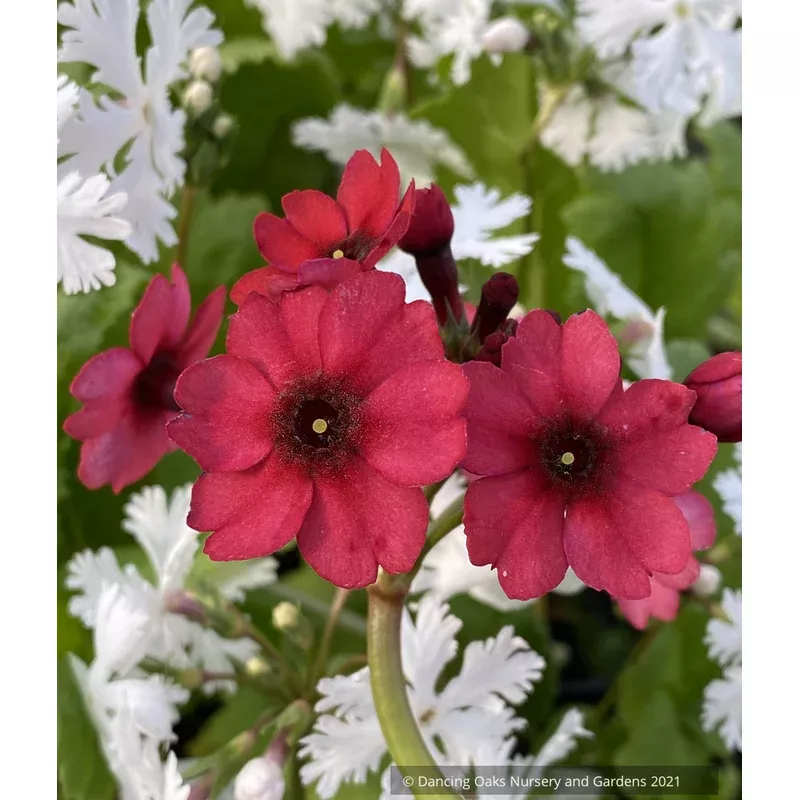 primula-japonica-miller-s-crimson-japanese-primrose Primula japonica ‘Miller’s Crimson’ Japanese Primrose