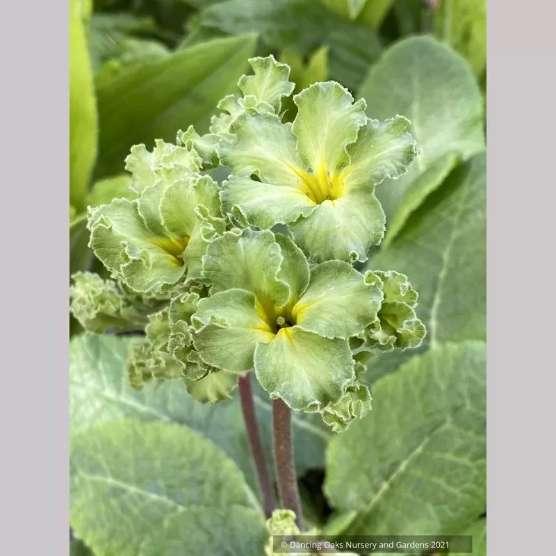 primula-polyanthus-francisca-primrose Primula polyanthus ‘Francisca’ Primrose