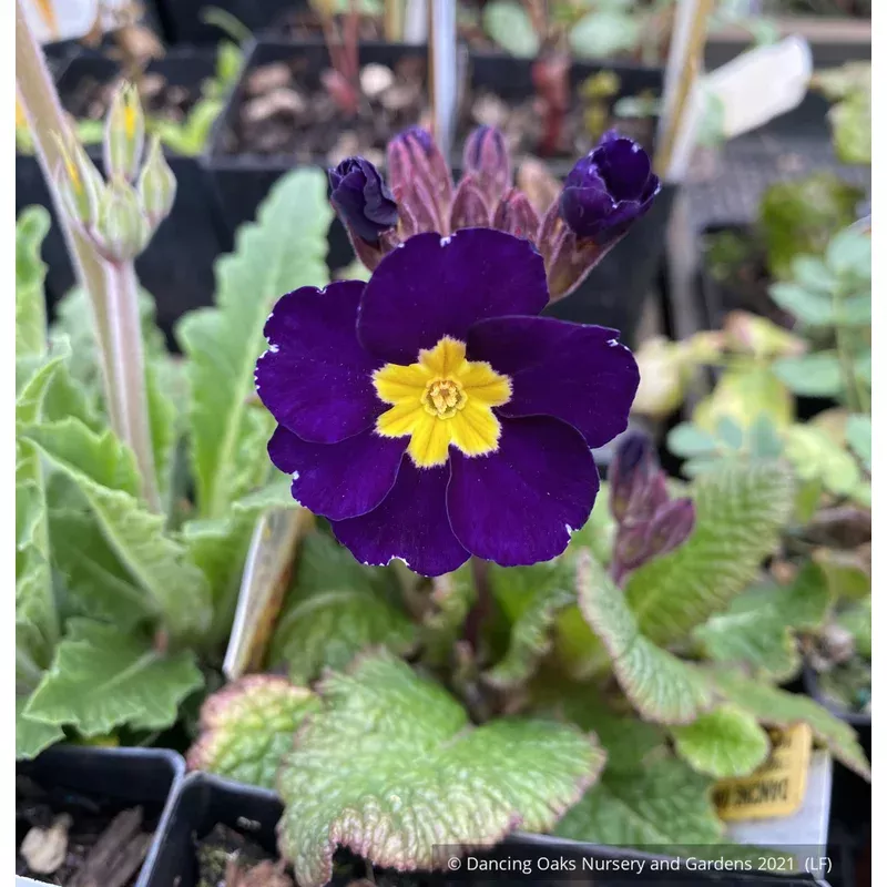 primula-polyanthus-midnight-primrose Primula polyanthus ‘Midnight’ Primrose