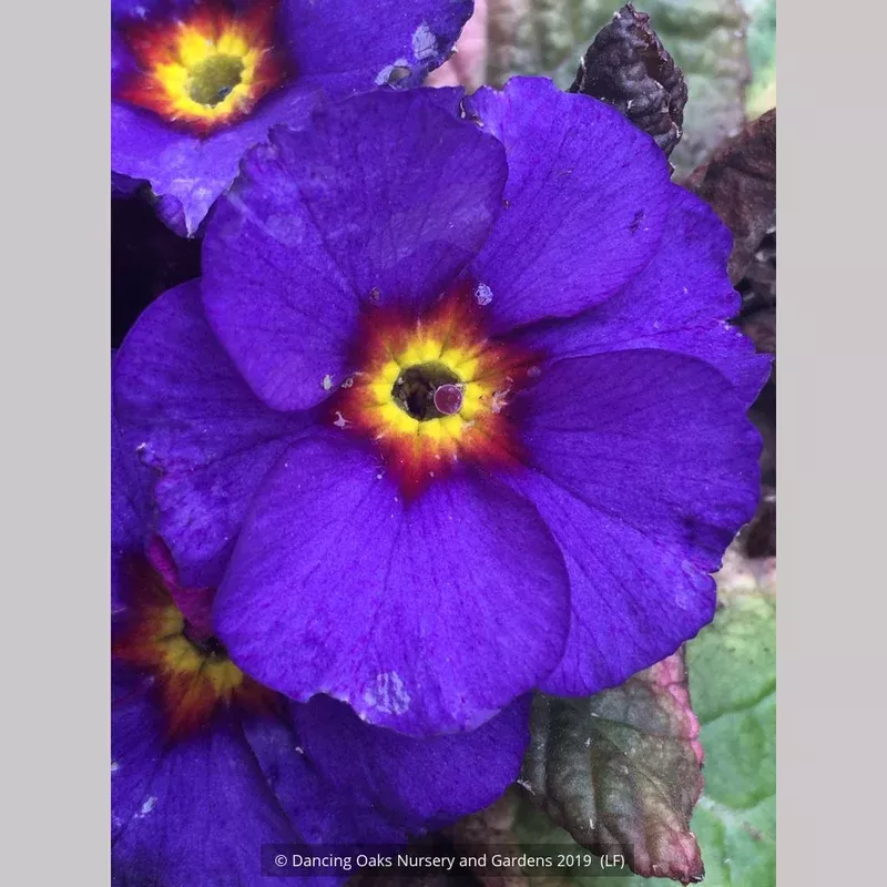 primula-wanda-blue-shades-primrose Primula ‘Wanda Blue Shades’ Primrose