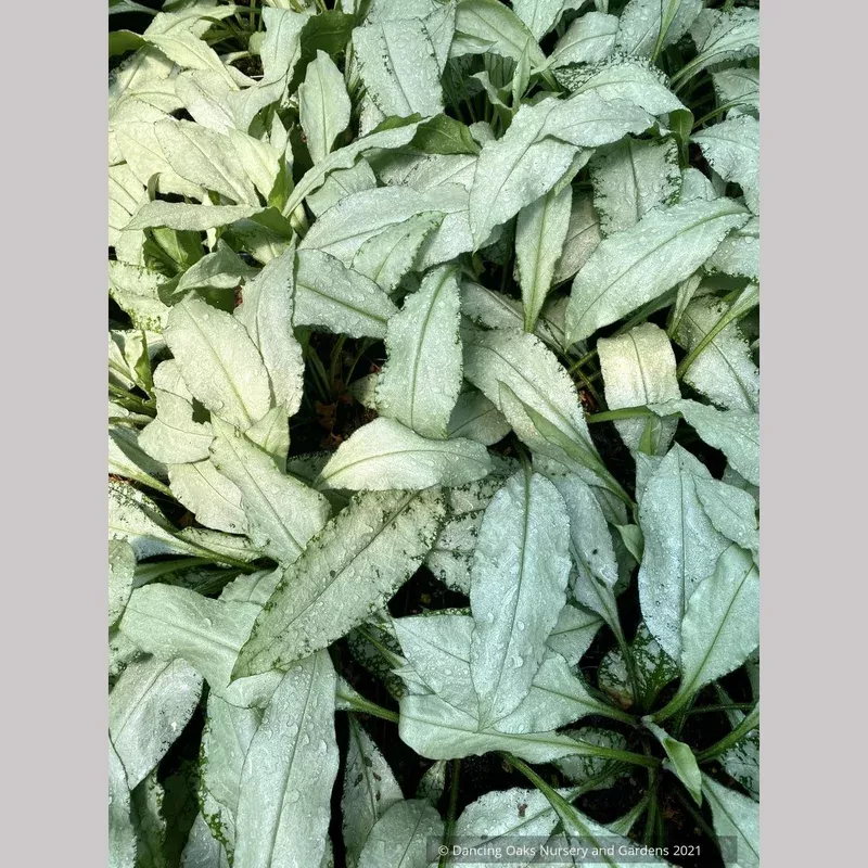 pulmonaria-longifolia-diana-clare-lungwort Pulmonaria longifolia ‘Diana Clare’ Lungwort