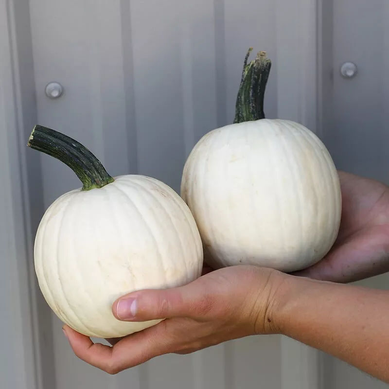 Pumpkin Snowdrop F1 Seed