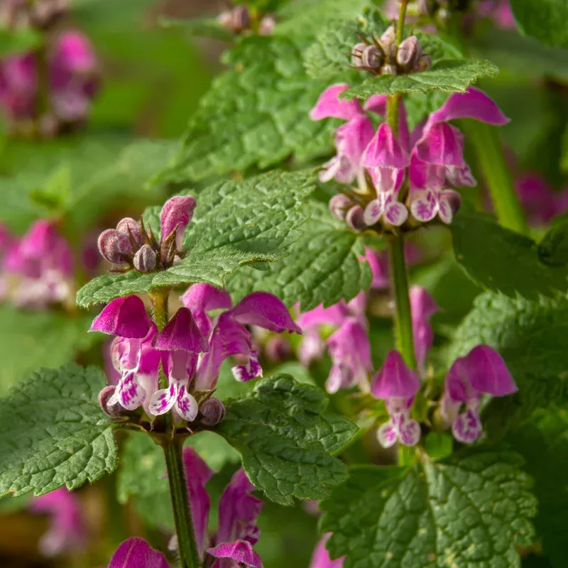 purple-dragon-lamium Purple Dragon Lamium