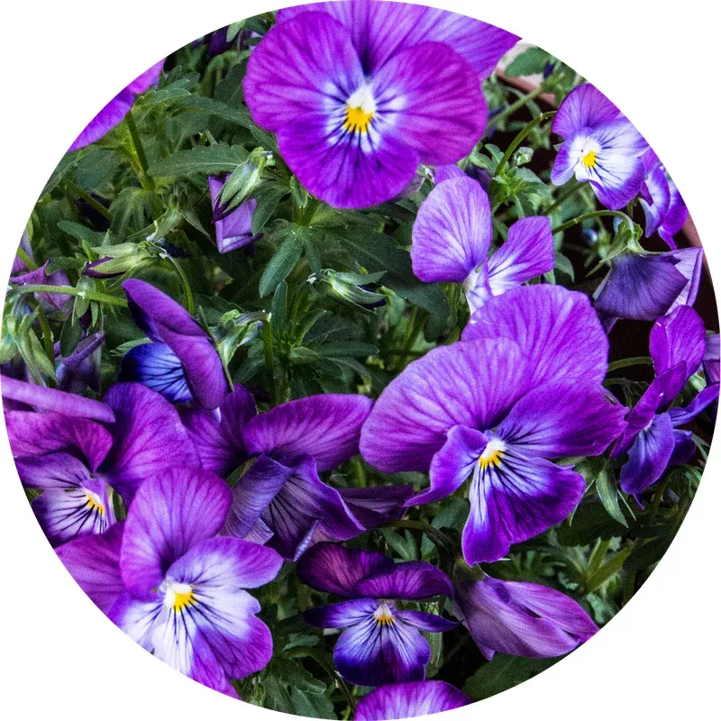 purple-floral-viola Purple Floral Viola