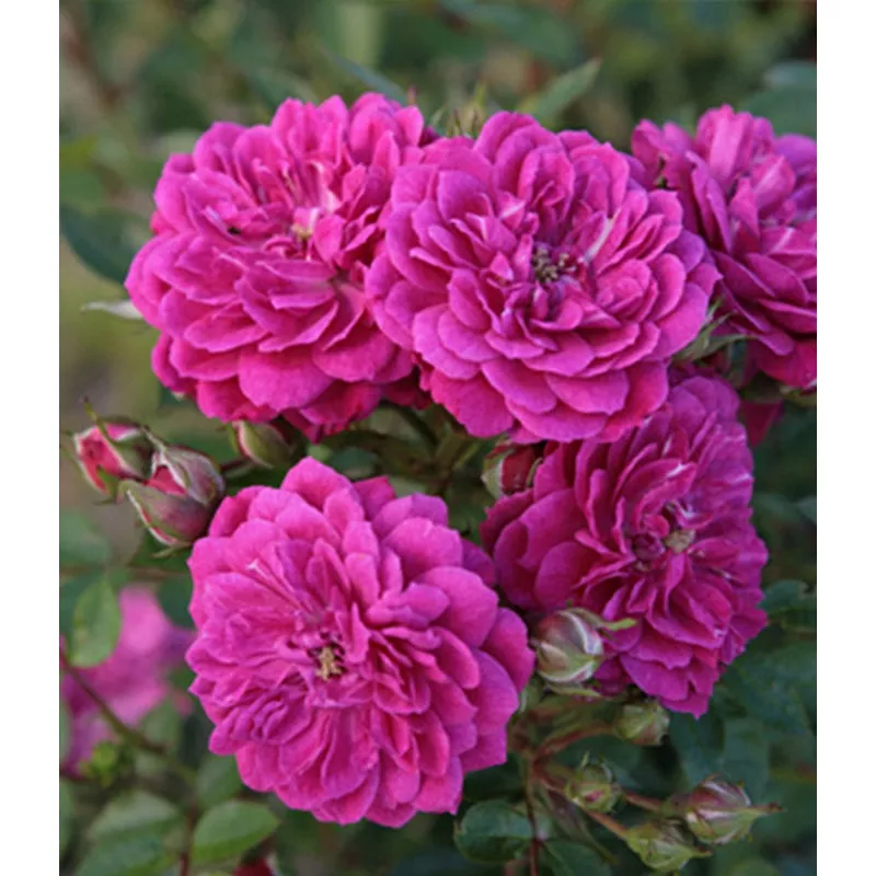 purple-rain-rose-2-gallon-potted-shrub ‘Purple Rain’ Rose – 2 Gallon Potted Shrub