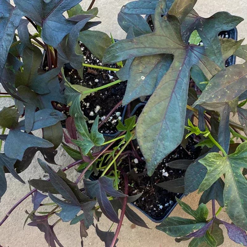 purple-sweet-potato-vine Purple Sweet Potato Vine