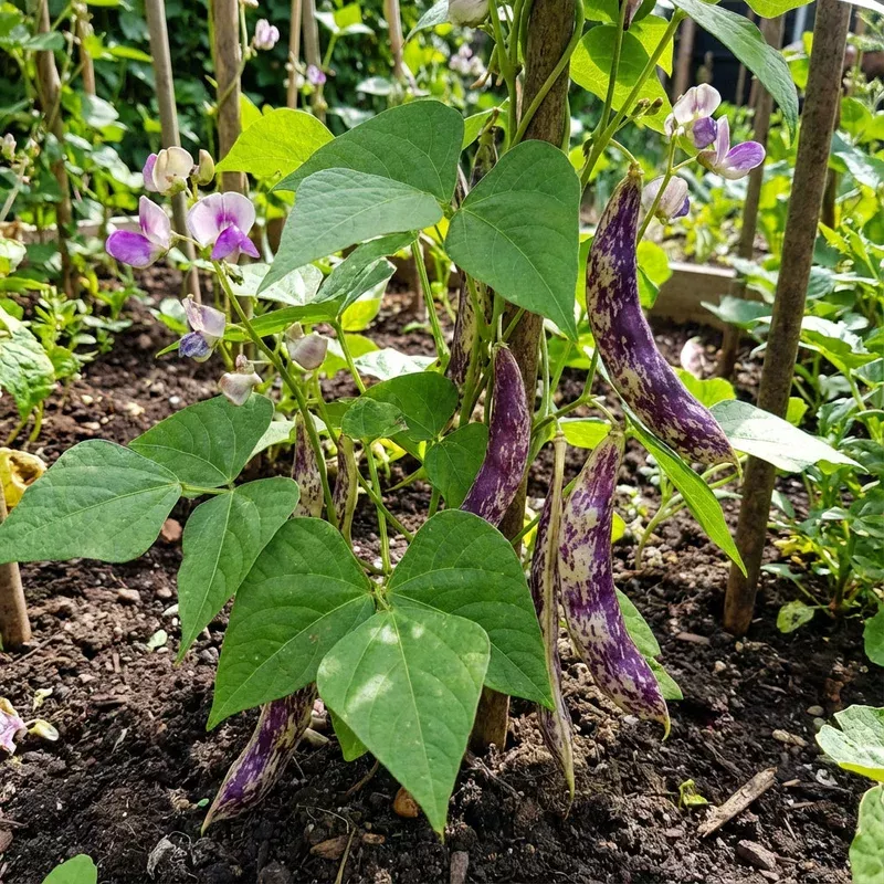 purple-white-lima-bean-seeds-planting Purple & White Lima Bean Seeds for Planting