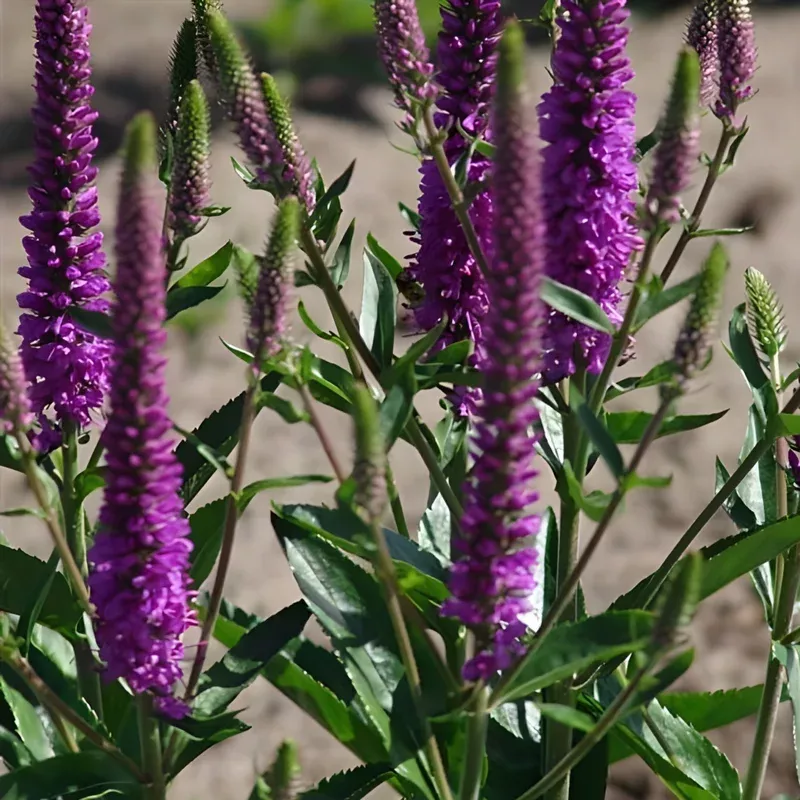 purpleicious-veronica Purpleicious Veronica