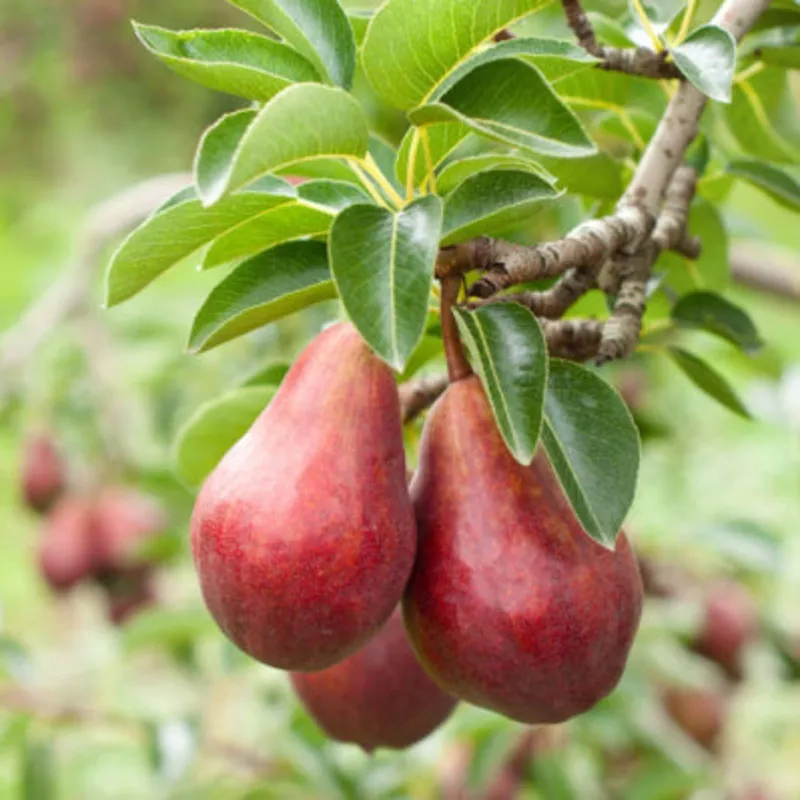 pyrus-communis-sensation-pear Pyrus communis Sensation Pear