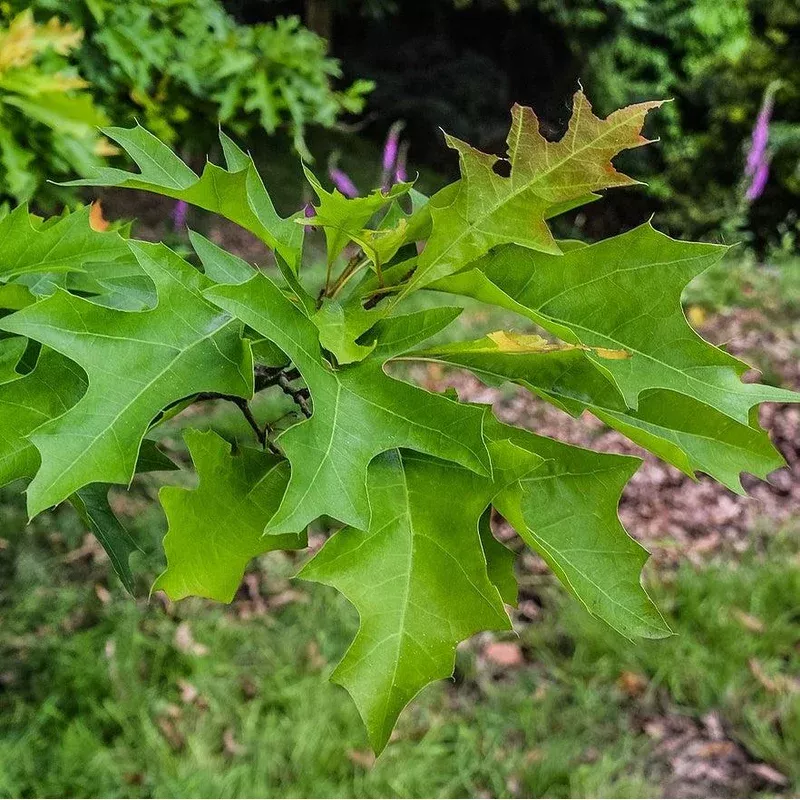 Quercus nuttallii ‘QNFTA’ ~ Highpoint Nuttall Oak