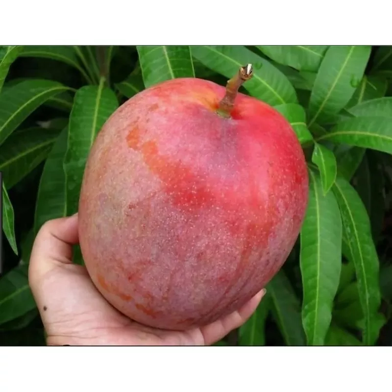 r2e2-mango-live-plantsweet-fruit-tree-veliyath-garden-bare-root-without-leaf-shi R2E2 Mango Live PlantSweet Fruit Tree – Veliyath Garden – Bare root & without leaf shipment