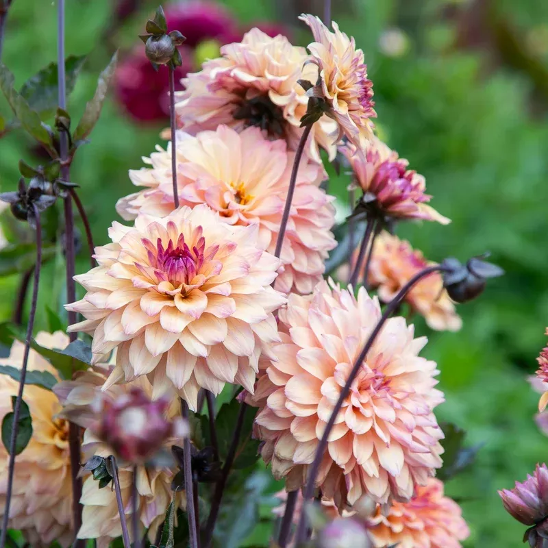 radiant-peach-darlin-dahlia Radiant Peach Darlin’ Dahlia