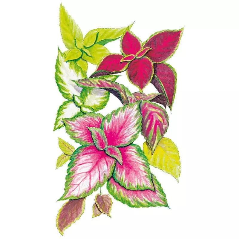 rainbow-blend-coleus-seeds Rainbow Blend Coleus Seeds