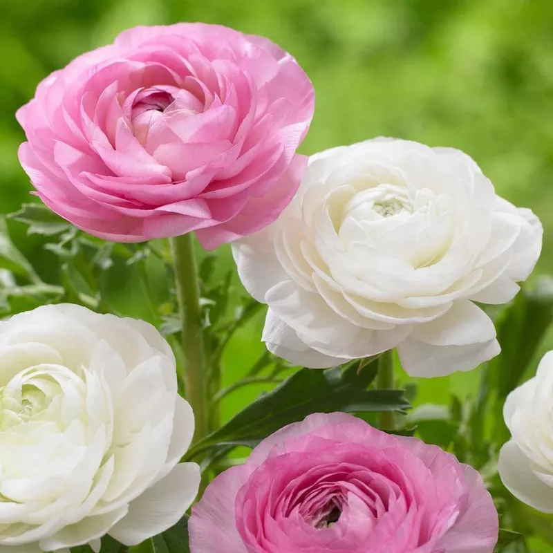 ranunculus-tomer-pink-white-fall Ranunculus Tomer Pink & White (Fall)