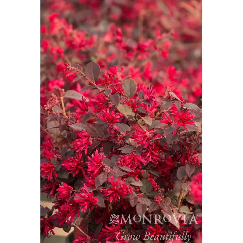 razzleberri-fringe-flower-monrovia Razzleberri Fringe Flower – Monrovia