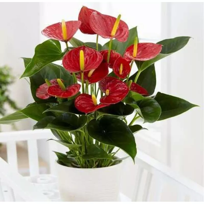 Red Anthurium – Heirloom, Non – Gmo Seeds