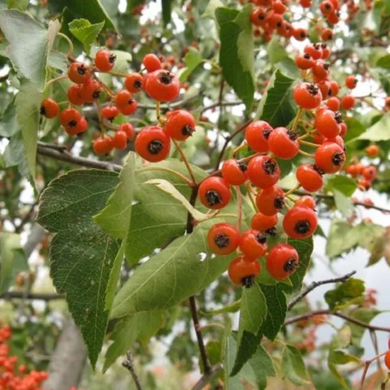 red-crataegus-opaca-fruit-seeds-easy-planting Red Crataegus Opaca Fruit Seeds for Easy Planting