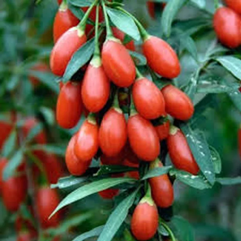 red-goji-fruit-seeds-planting-essentials Red Goji Fruit Seeds Planting Essentials