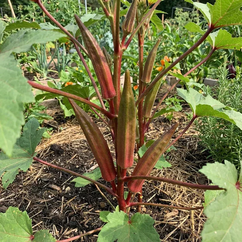 red-green-okra-planting-seeds-vegetables Red Green Okra Planting Seeds for Vegetables