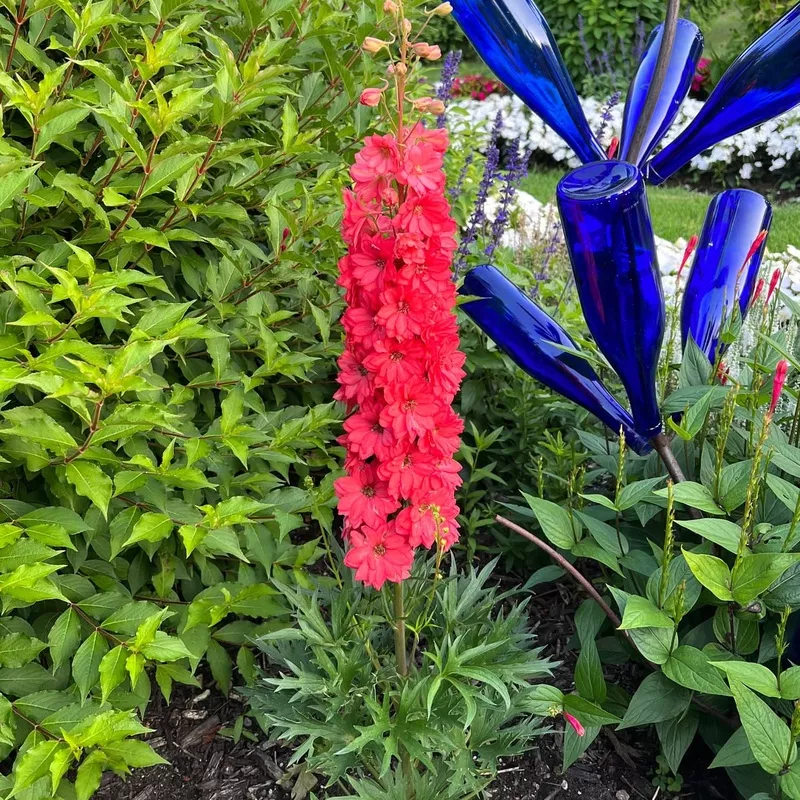 red-lark-hybrid-delphinium ‘Red Lark’ Hybrid Delphinium