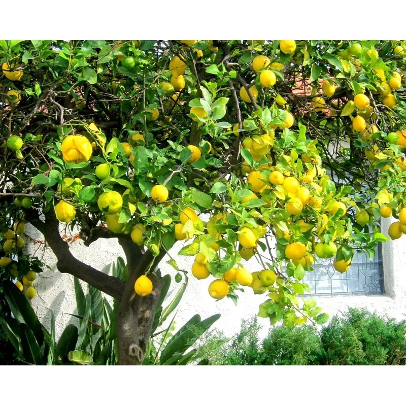 red-lemon-fruit-seeds-yellow-planting Red Lemon Fruit Seeds Yellow Planting