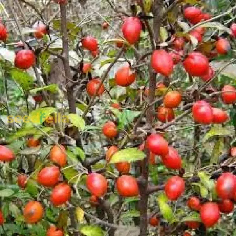 red-rhombifolia-fruit-seeds-planting Red Rhombifolia Fruit Seeds for Planting