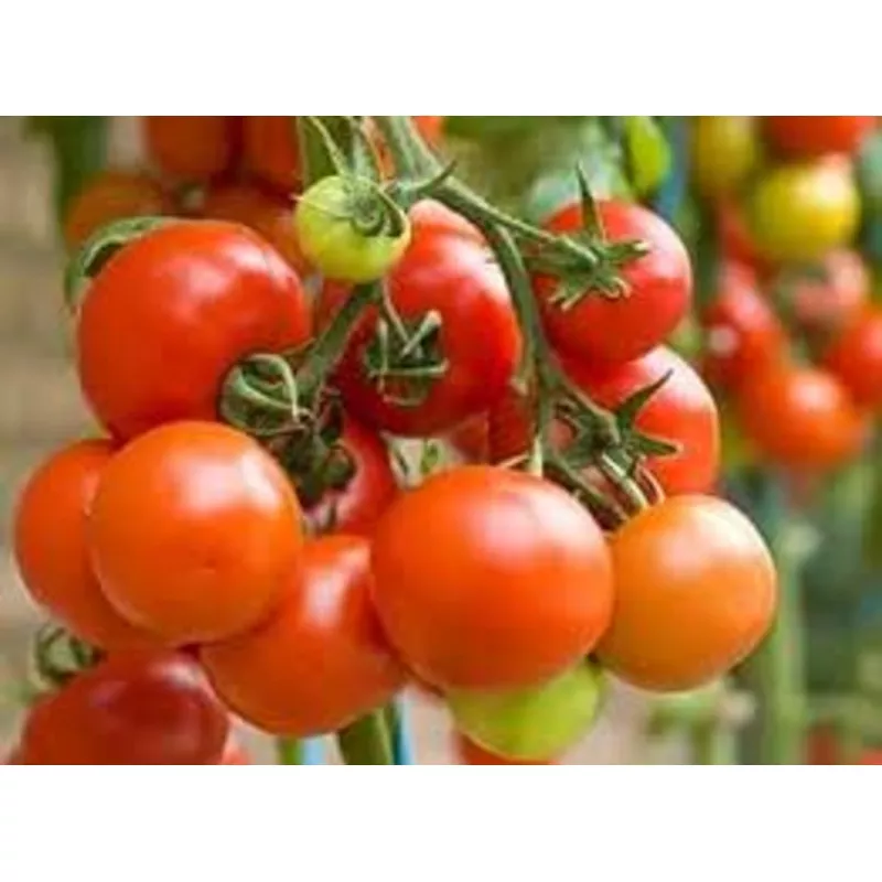 red-vegetable-tomato-seeds-planting-planting-premium-vegetable-seeds-heirloom-no Red Vegetable Tomato Seeds for Planting for Planting, Premium Vegetable Seeds | Heirloom Non-GMO