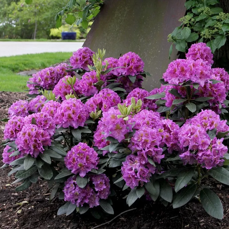 rhododendron-dandy-man-purple Rhododendron Dandy Man Purple