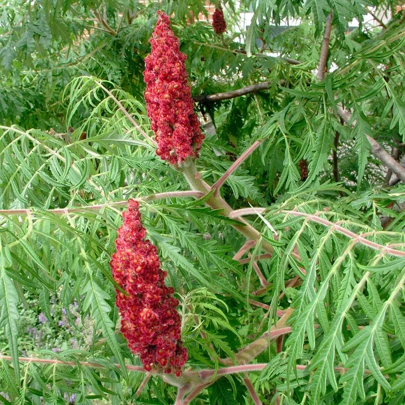 rhus-typ-laciniata-10 Rhus typ laciniata #10