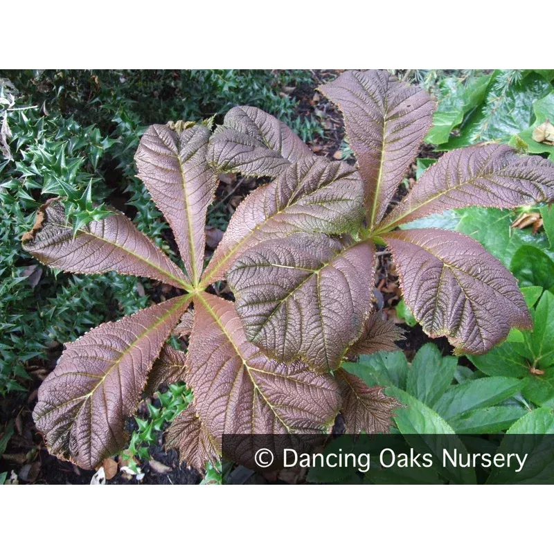 Rodgersia podophylla ‘Rotlaub’ Rodger’s Flower
