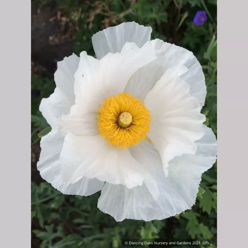 romneya-coulteri-matilija-poppy Romneya coulteri Matilija Poppy