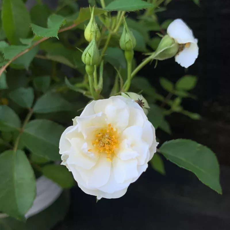 rosa-bokraruisp-ppaf-monrovia-nitty-gritty-white-rose Rosa ‘BOKRARUISP’ PPAF ~ Monrovia Nitty Gritty White Rose