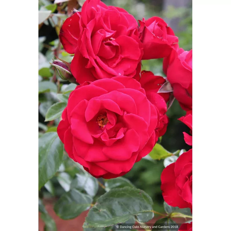 rosa-dublin-bay-climbing-rose Rosa ‘Dublin Bay’ Climbing Rose