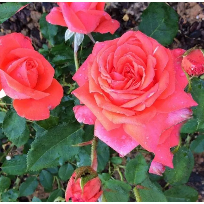 rosa-gr-lasting-peace-2-5 Rosa Gr Lasting Peace #2.5