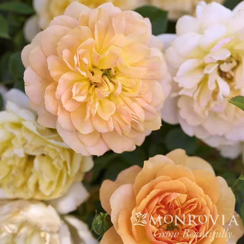 rosa-meikapette-monrovia-itsy-bitsy-peach-miniature-rose Rosa ‘Meikapette’ ~ Monrovia Itsy Bitsy Peach Miniature Rose