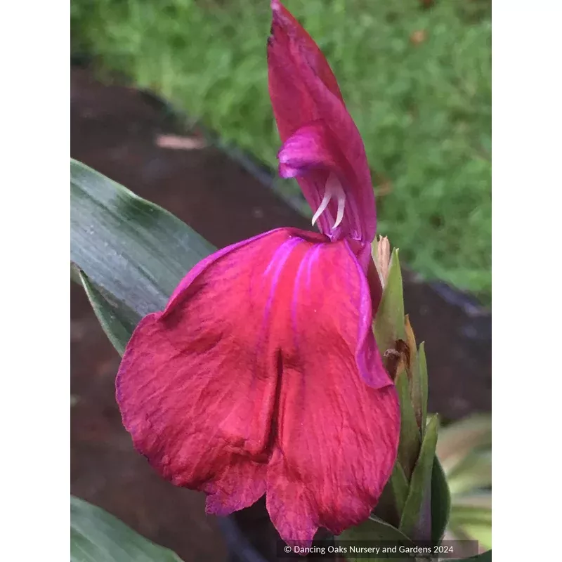roscoea-family-jewels-hybrids Roscoea ‘Family Jewels’ hybrids