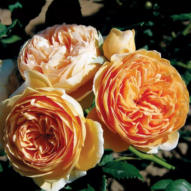 rose-austin-crown-princess-margareta ROSE AUSTIN CROWN PRINCESS MARGARETA