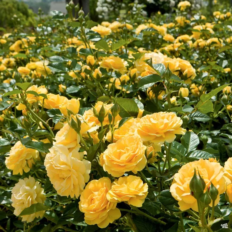 rose-julia-child Rose ‘Julia Child’