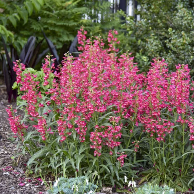 rose-rhinestones-bearded-penstemon-penstemon-barbatus ‘Rose Rhinestones’ Bearded Penstemon | Penstemon barbatus