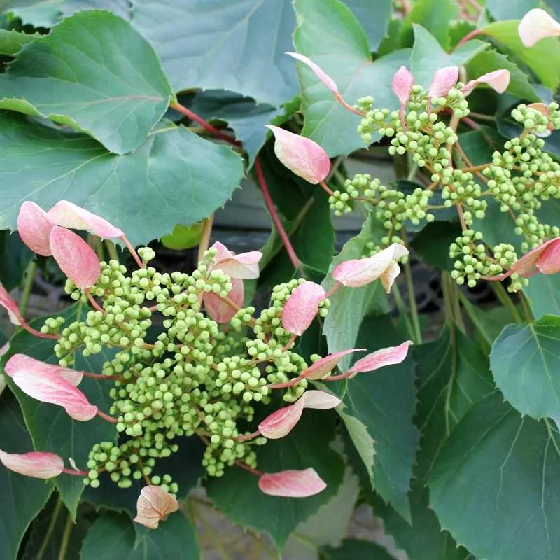 rose-sensation-false-hydrangea-vine-schizophragma Rose Sensation False Hydrangea Vine (Schizophragma)