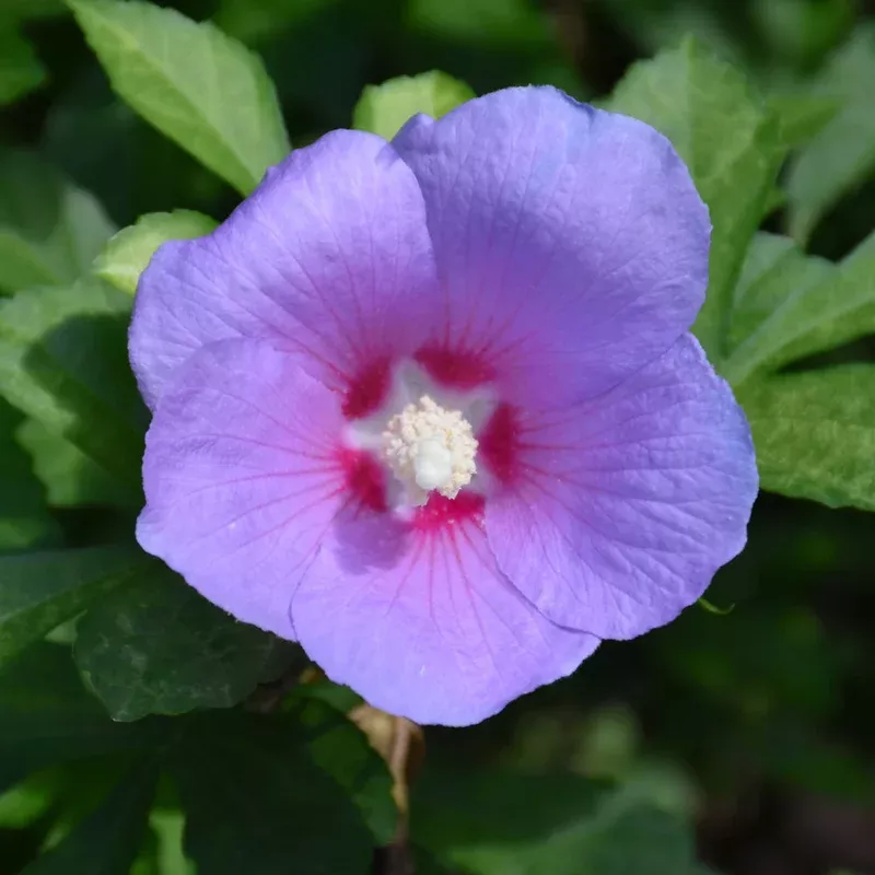 rose-sharon-paraplu-adorned ROSE OF SHARON PARAPLU ADORNED