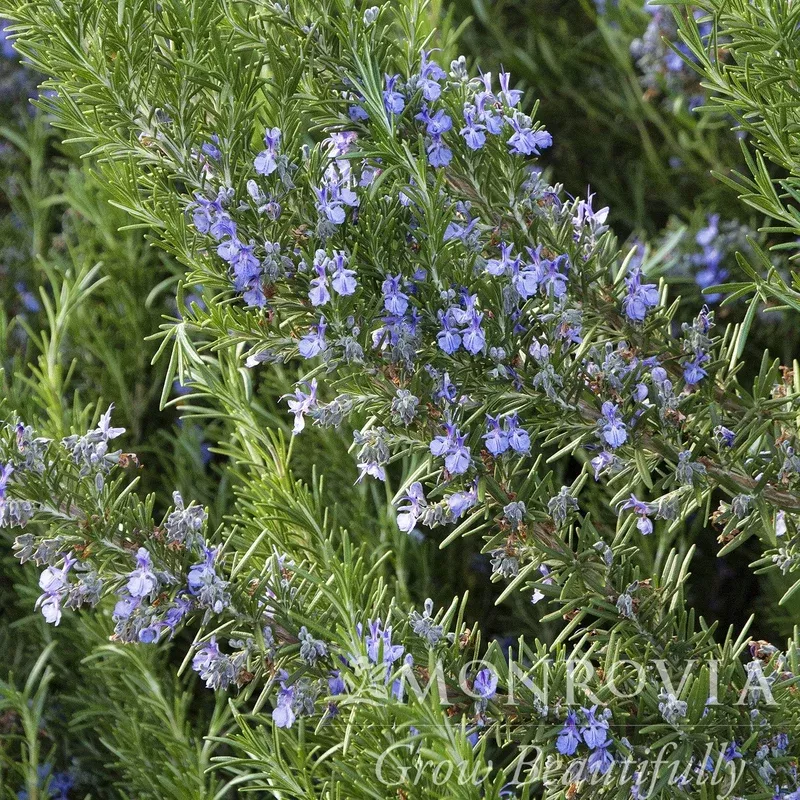 rosmarinus-officinalis-tuscan-blue-monrovia-tuscan-blue-rosemary Rosmarinus officinalis ‘Tuscan Blue’ ~ Monrovia Tuscan Blue Rosemary