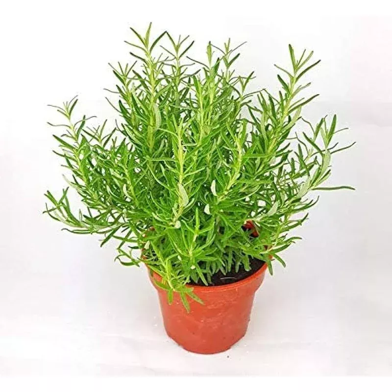rosmarinus-tree-seeds-planting-aromatic-herb-gardens-culinary-delights Rosmarinus Tree Seeds Planting for Aromatic Herb Gardens and Culinary Delights