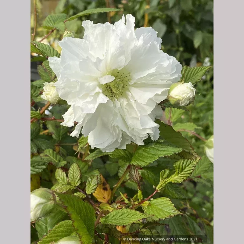 rubus-rosifolius-var-coronarius-double-roseleaf-raspberry Rubus rosifolius var. coronarius Double Roseleaf Raspberry