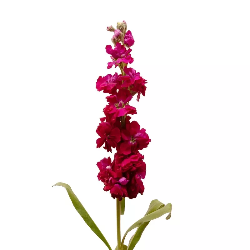 ruby-stock Ruby Stock
