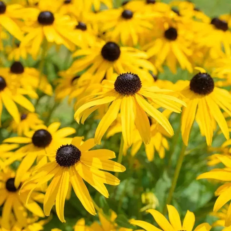rudbeckia-seeds-black-eyed-susan Rudbeckia Seeds – Black Eyed Susan