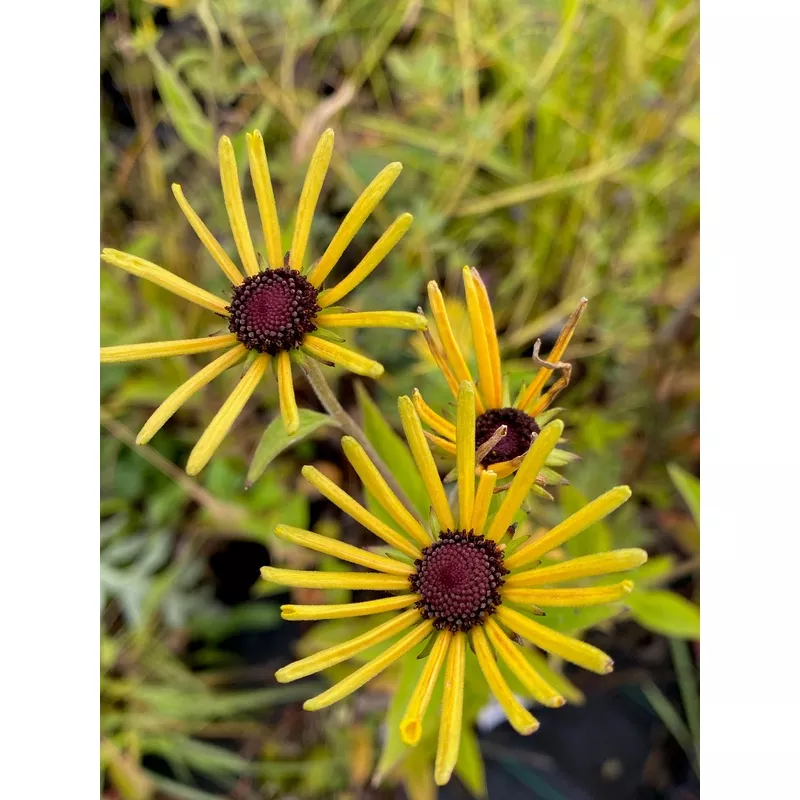 rudbeckia-subtomentosa-henry-eilers Rudbeckia subtomentosa Henry Eilers