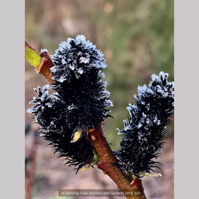 salix-gracilistyla-melanostachys-black-pussy-willow Salix gracilistyla ‘Melanostachys’ Black Pussy Willow