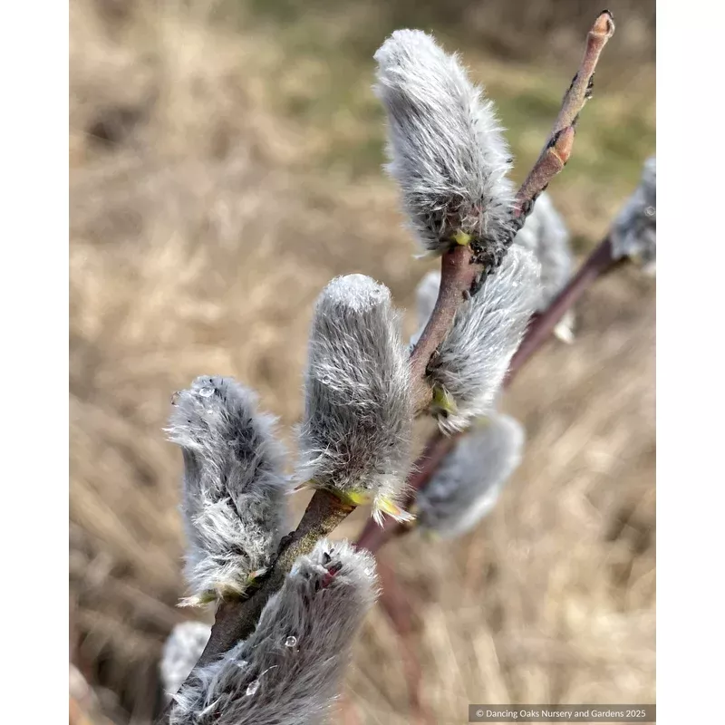 salix-x-leucopthecia-rabbit-s-foot-pussy-willow Salix x leucopthecia ‘Rabbit’s Foot’ Pussy Willow