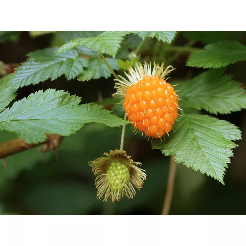 salmonberry-planting-fruit-seeds Salmonberry Planting Fruit Seeds